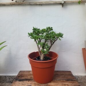 Jade + Maceta N° 24