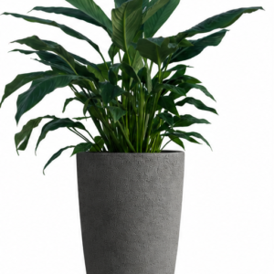 Indica Rustica - 40 cm